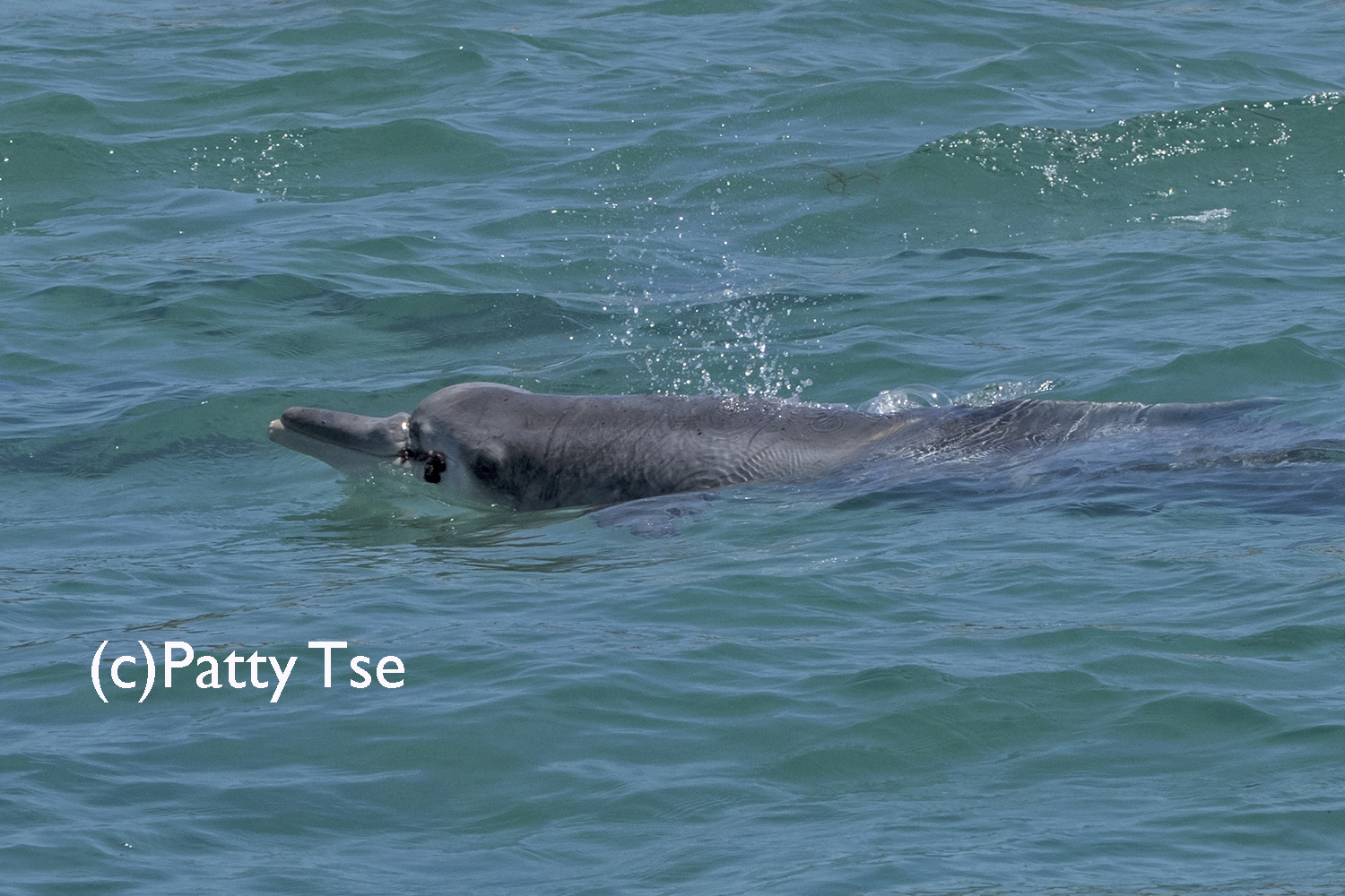 entangled dolphin